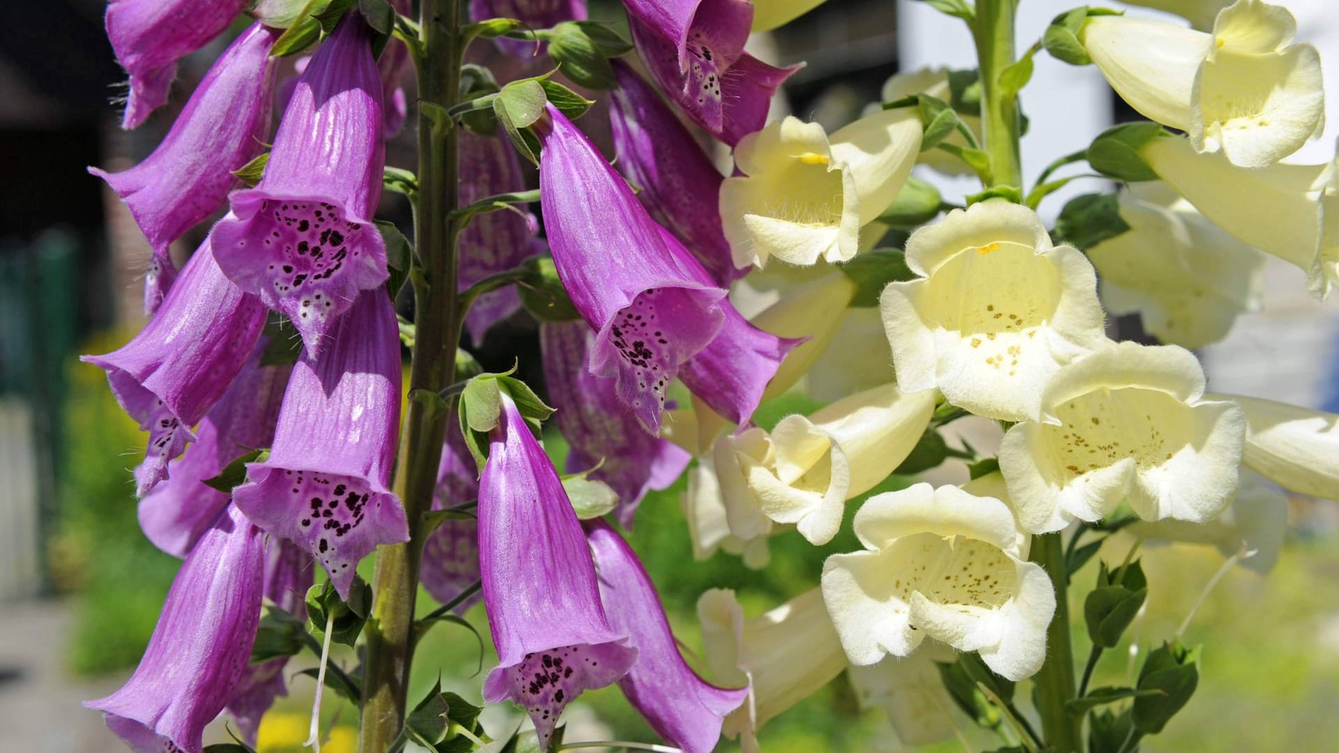 Roter Fingerhut (Digitalis purpurea): Er blüht blaurot oder rot, manchmal aber auch weiß oder hellgelb.