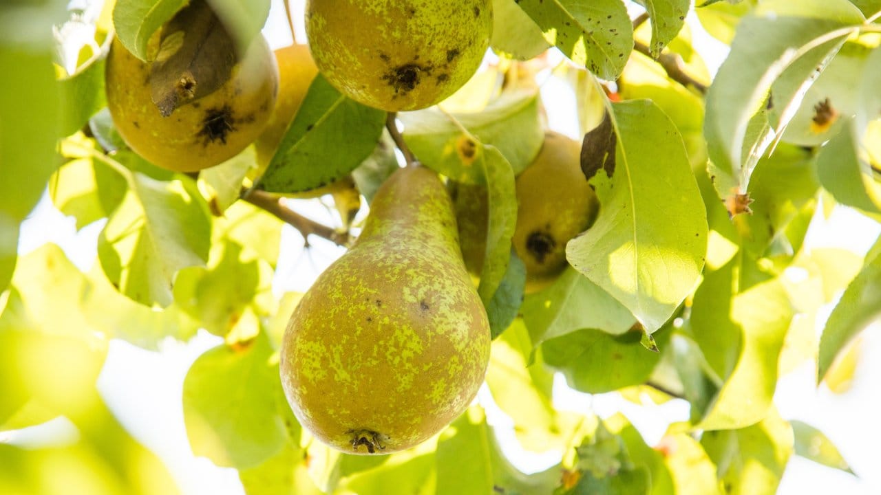 Die Erntezeit für Birnen liegt zwischen August und Ende Oktober.