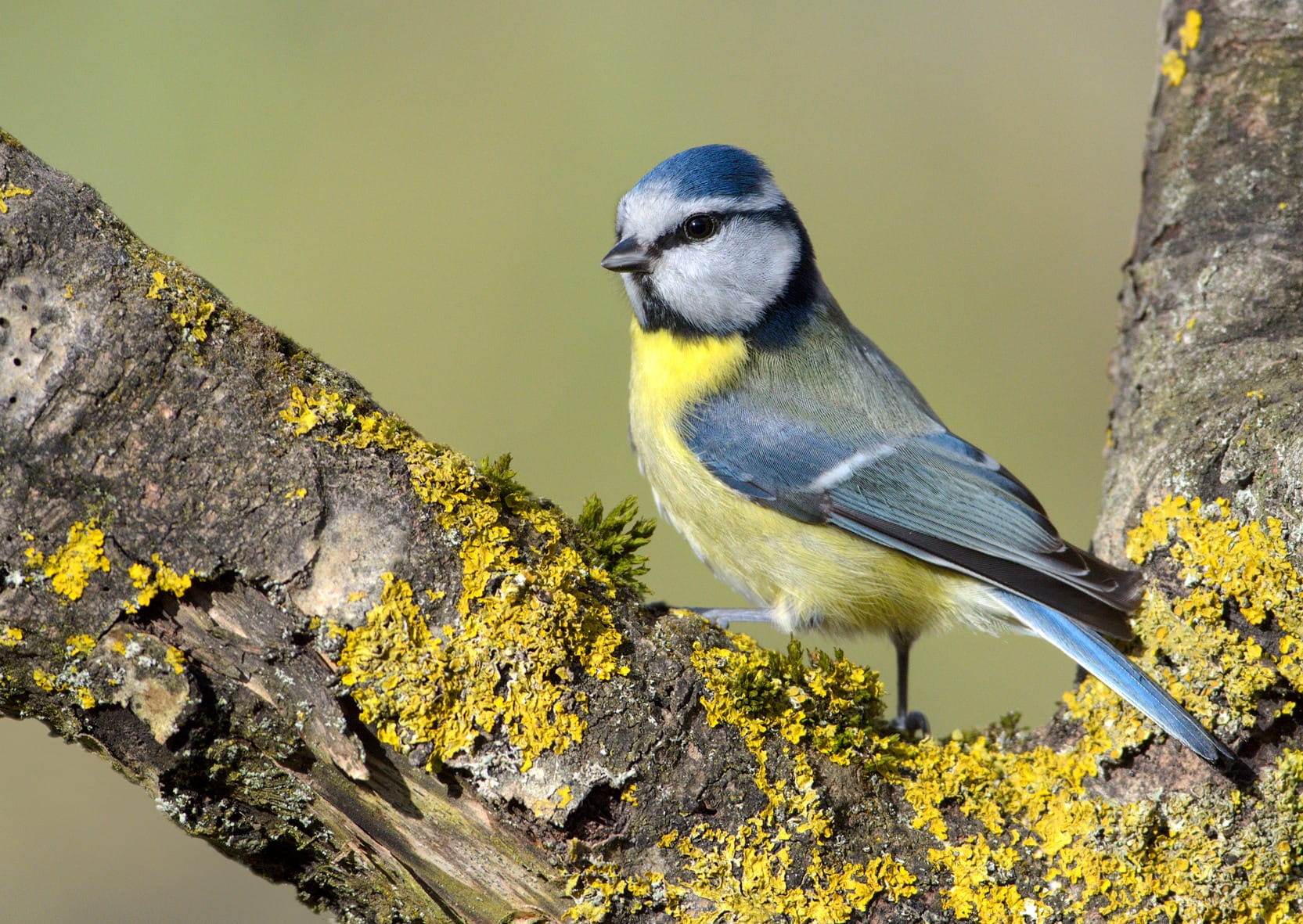 Blaumeise: Dieser Vogel ist ein wahres Fliegengewicht – nur etwa zehn Gramm bringt er auf die Waage. Damit kann die Blaumeise selbst dünnen Zweige erklimmen.