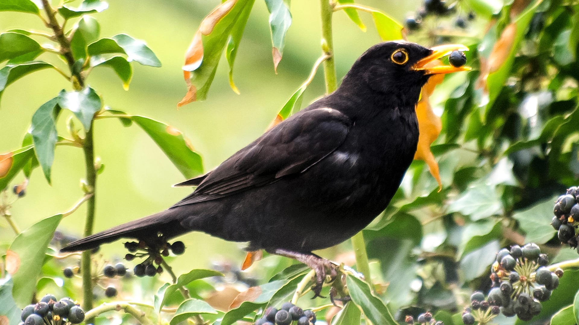 Amsel: Der bekannte Singvögel hat sich an eine Koexistenz mit dem Menschen gewöhnt und ist mittlerweile auch in städtischen Parks und Gärten zu finden.