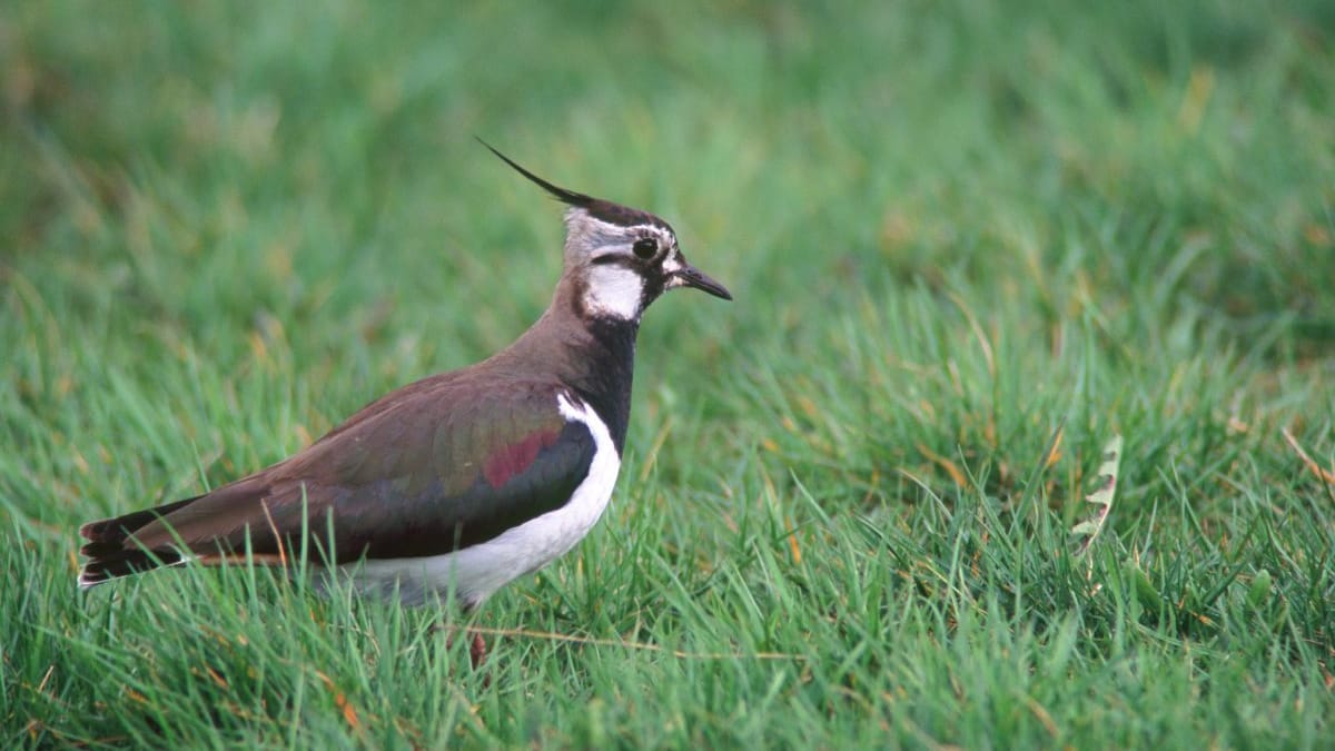 Kiebitz: Der vogel ist stark gefährdet, da sein Lebensraum – Feuchtwiesen – durch Trockenlegung und intensive Landwirtschaft stark zurückgegangen ist.