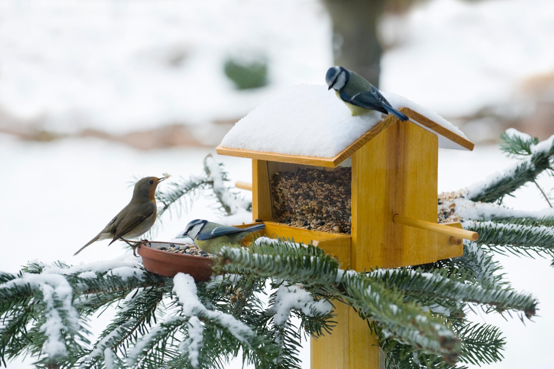 Vögel: Futterstellen sind für viele Arten im Winter lebensnotwendig. Neben Futter brauchen Vögel im Winter aber auch Wasser.