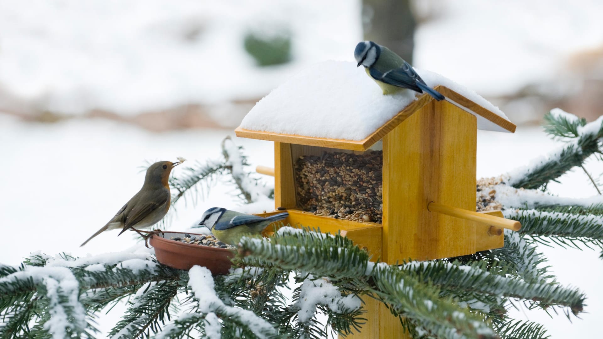 Vögel: Futterstellen sind für viele Arten im Winter lebensnotwendig. Neben Futter brauchen Vögel im Winter aber auch Wasser.