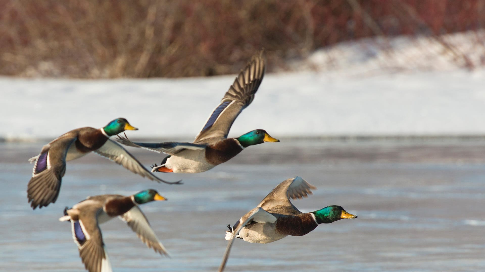 Enten: Dem Nabu zufolge kann bei Wasservögeln eine Zufütterung mit Getreide, Hühnerfutter und weichen Kartoffeln dann Sinn machen, wenn Seen und Teiche zufrieren. Das Futter sollte aber nur am Ufer angeboten werden, um einen übermäßigen Nährstoffeintrag in die Gewässer durch faulende Essensreste zu verhindern.