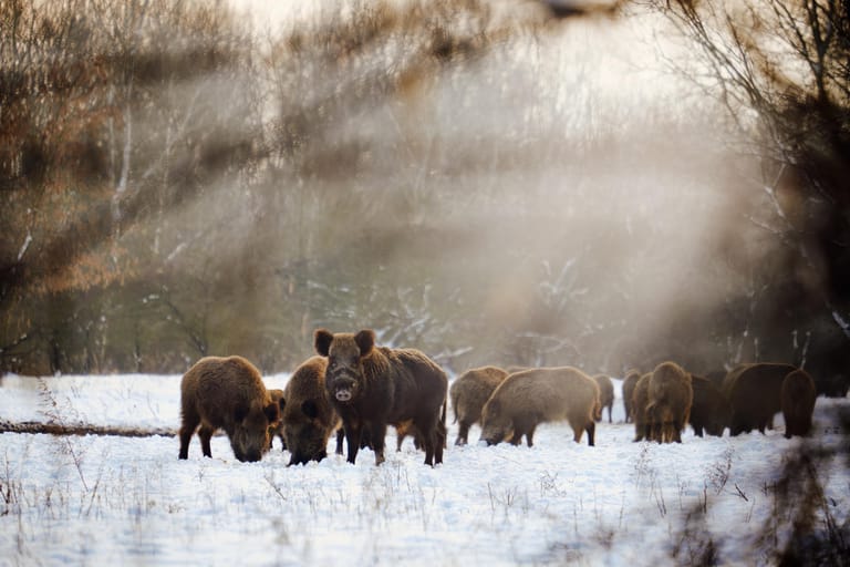 Wildschweine: Die Tiere sollten auf keinen Fall gefüttert werden – auch angesichts der Afrikanischen Schweinepest in Deutschland.