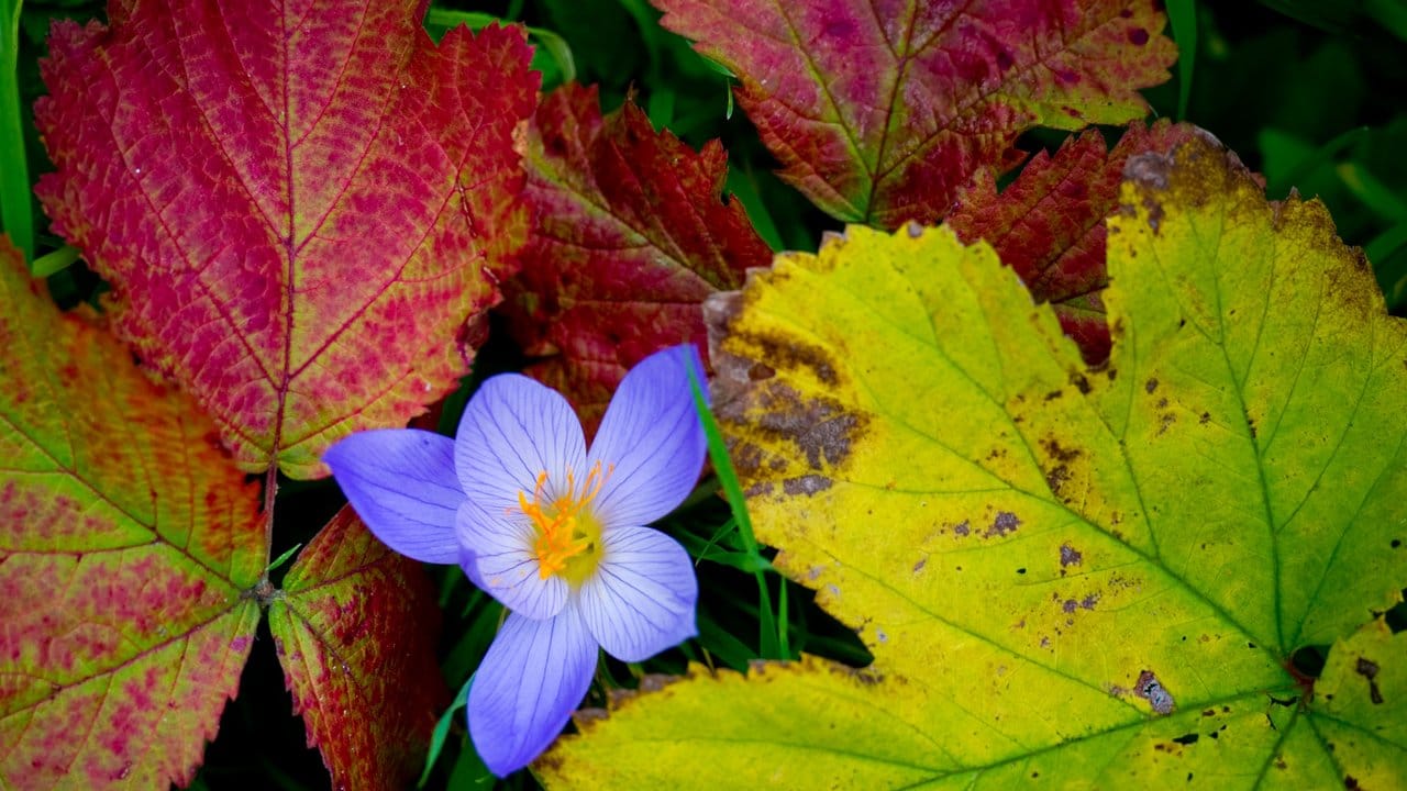 Die Blumen, die an Krokusse erinnern, blühen nur im Herbst und sind stark giftig.