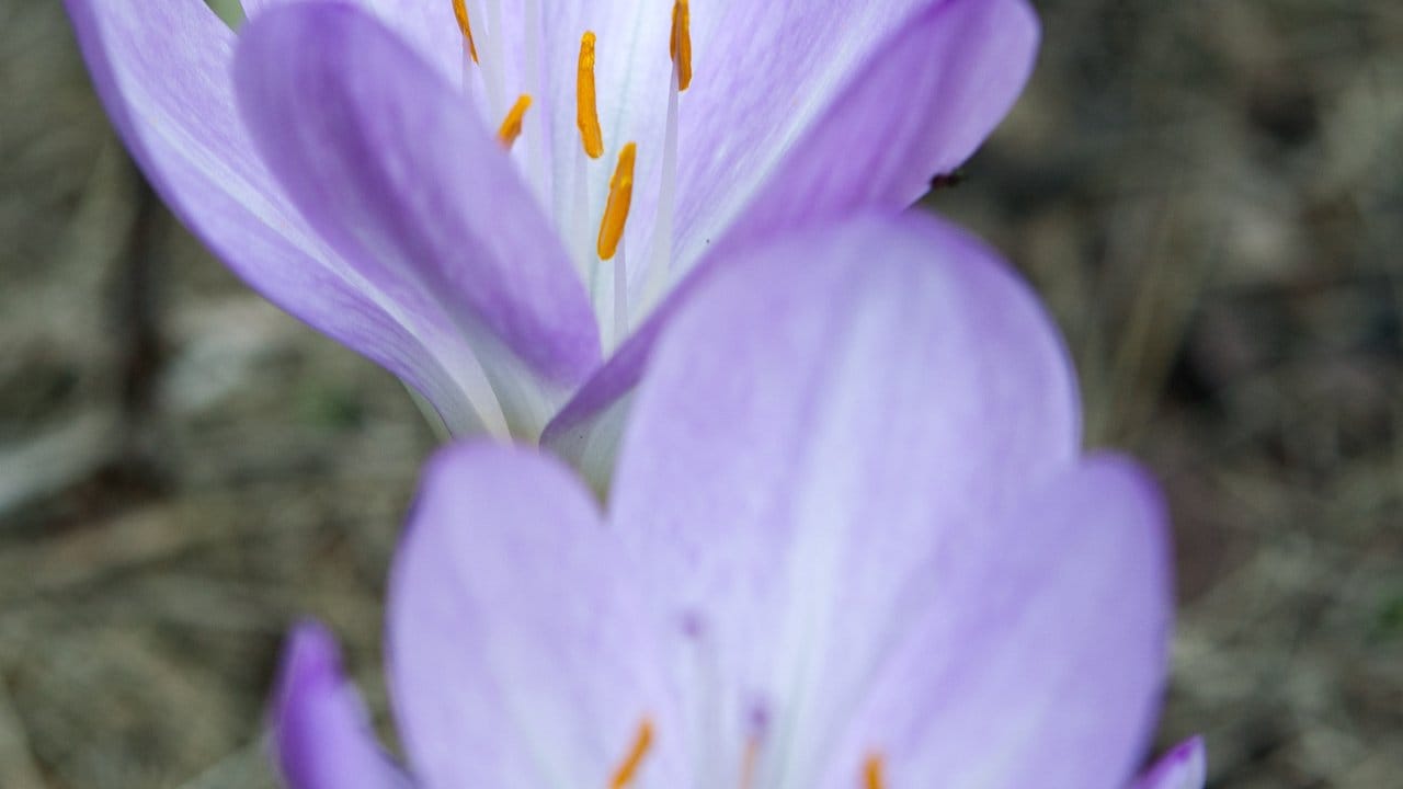 Es gibt rund 130 verschiedene Arten der Herbstzeitlosen.