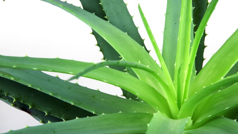 Echte Aloe (Aloe vera): Sie gilt als sehr anspruchslose Pflanze.
