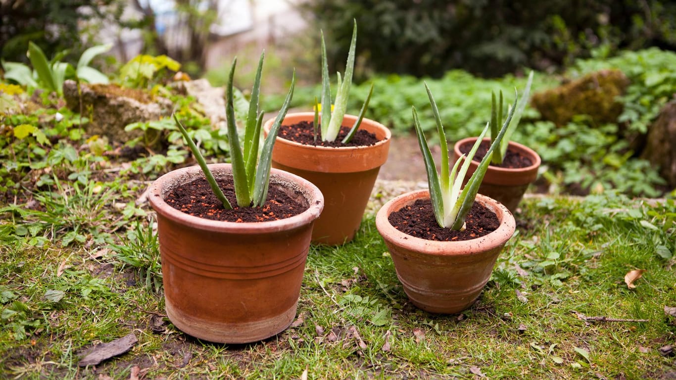 Echte Aloe (Aloe vera): Ableger können in kleine Töpfe gepflanzt werden.