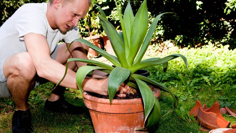 Echte Aloe (Aloe vera): Im Sommer kann die Pflanze im Garten stehen.