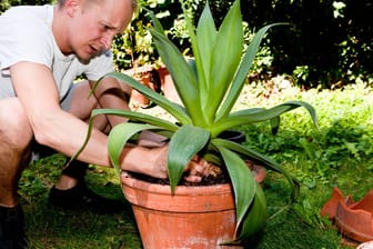 Echte Aloe (Aloe vera): Im Sommer kann die Pflanze im Garten stehen.