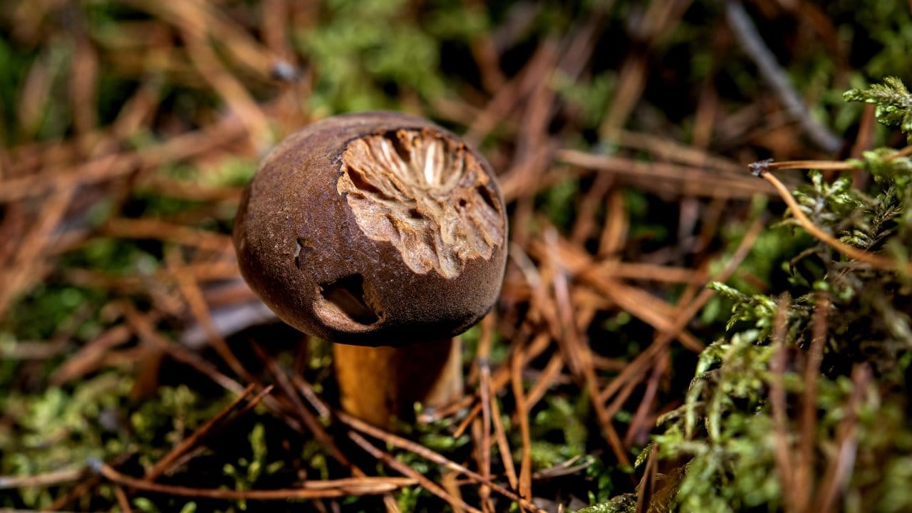 Wenn die Schnecken schon kräftig zugelangt haben, sehen Pilze wie dieser Maronenröhrling nicht mehr appetitlich aus.