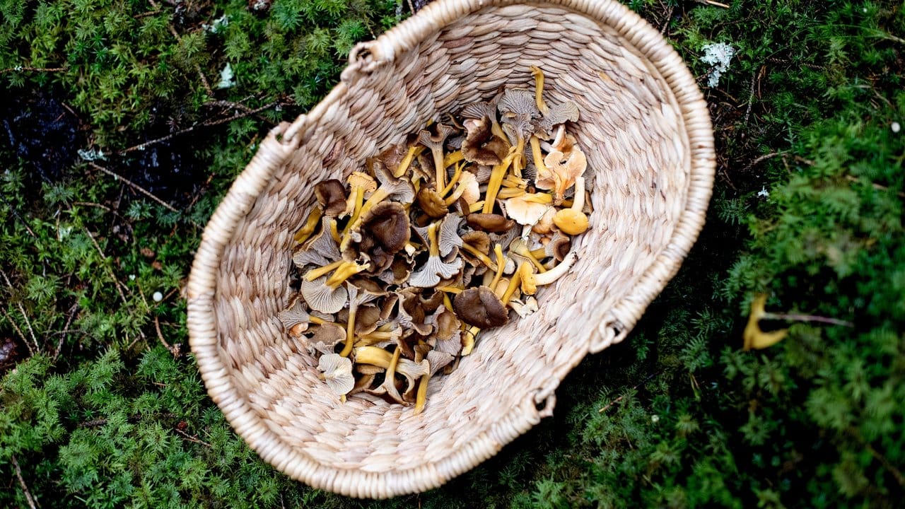 Pilzsammler sollten nur junge und einwandfreie Exemplare ins Körbchen packen.