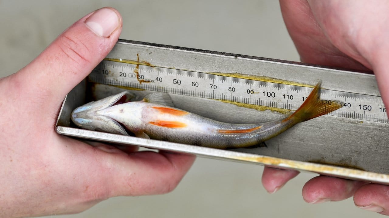 Um die Fischbestände zu überprüfen, werden die Tiere auch gewogen und gemessen.