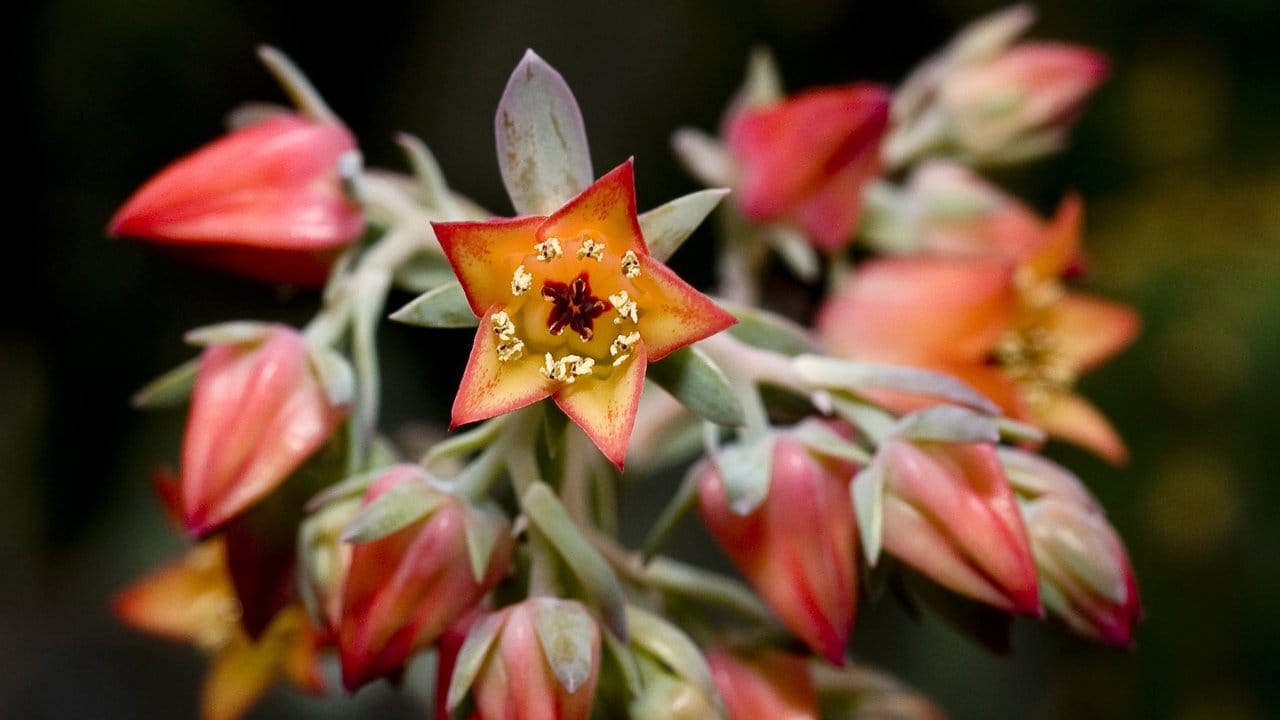 Zu der Gattung der Sukkulenten gehören auch die Echeveria gibbiflora.