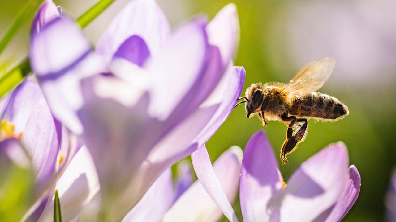 Krokusse sind wichtige Nektarquellen für Hummeln und Bienen.
