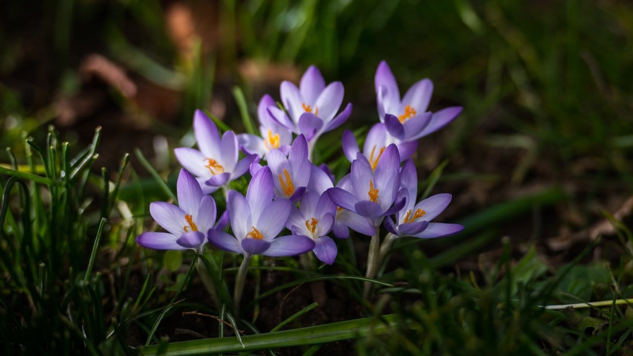 Frühlingsanzeiger: Mit den Krokussen erwacht die Natur aus der Winterruhe und zaubert erste Farbtupfer in den Garten.