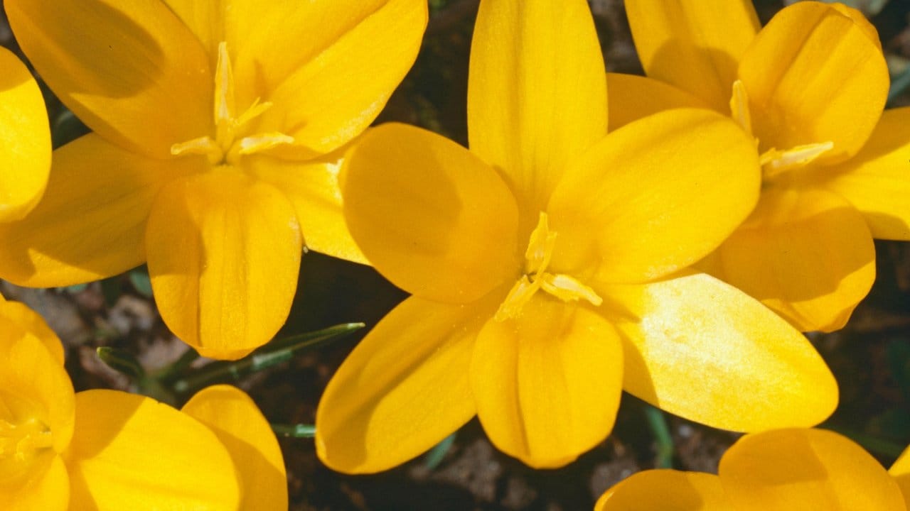 Der Crocus ancyrensis gehört zu den Krokussen, die im Frühjahr in gelber Pracht erblühen.