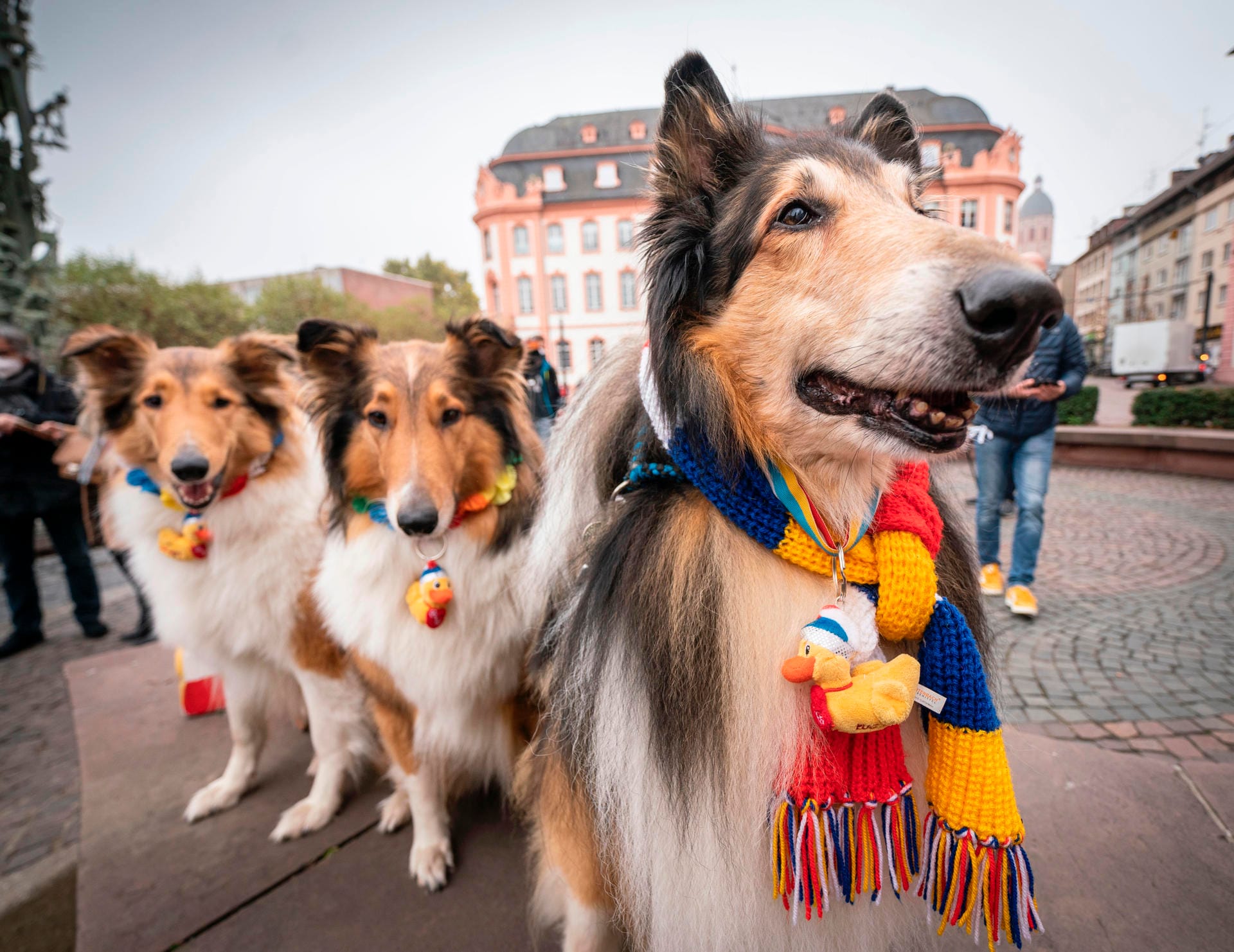 Die Collies Alicia, Happy und Lucky stehen mit Faschings-Schals und Orden geschmückt auf dem Mainzer Schillerplatz: Wegen der Corona-Pandemie fiel der typische Sessionsauftakt des Karnevals aus. Die Collies Alicia, Happy und Lucky stehen mit Faschings-Schals und Orden geschmückt auf dem Mainzer Schillerplatz: Wegen der Corona-Pandemie fiel der typische Sessionsauftakt des Karnevals aus.