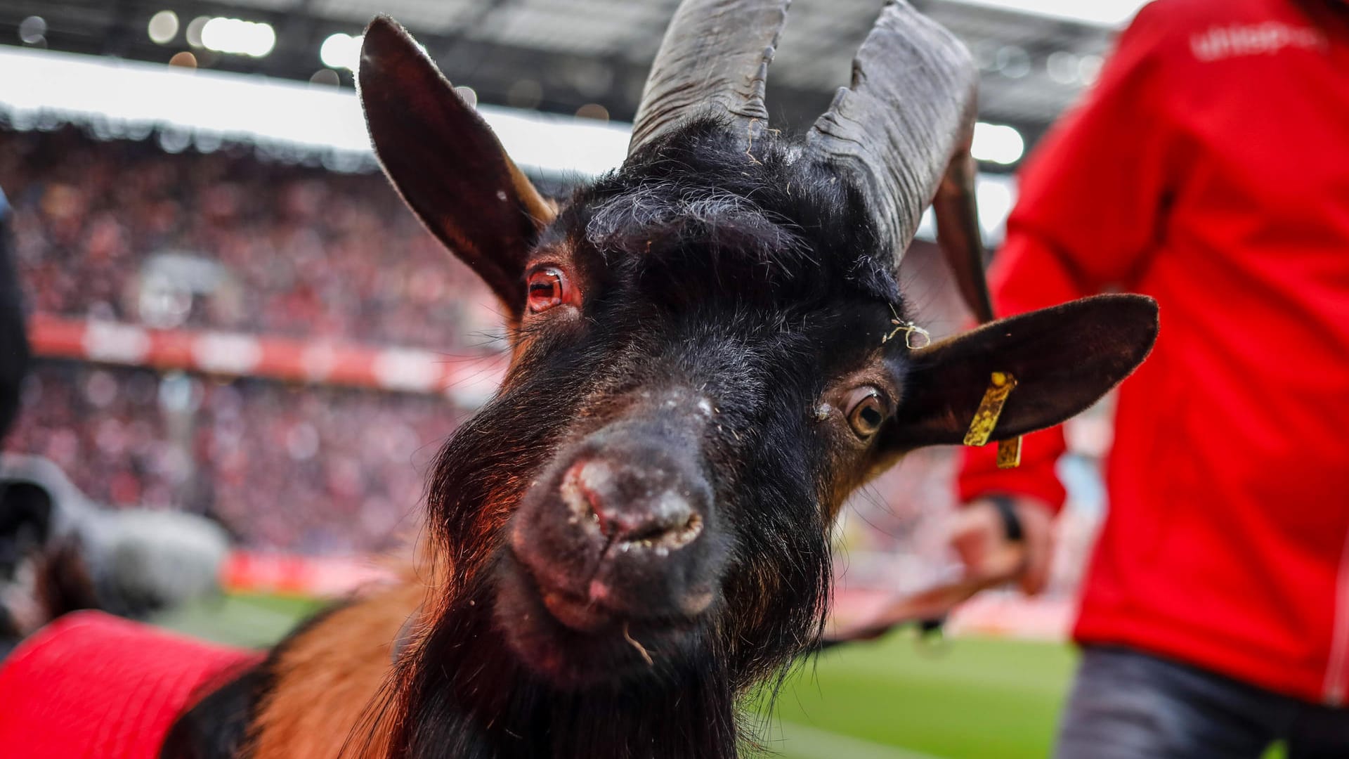 Geißbock Hennes, das Maskottchen des 1. FC Köln (Archivbild): Für ein Spiel in den USA suchen die Kölner nach einem Ersatz.