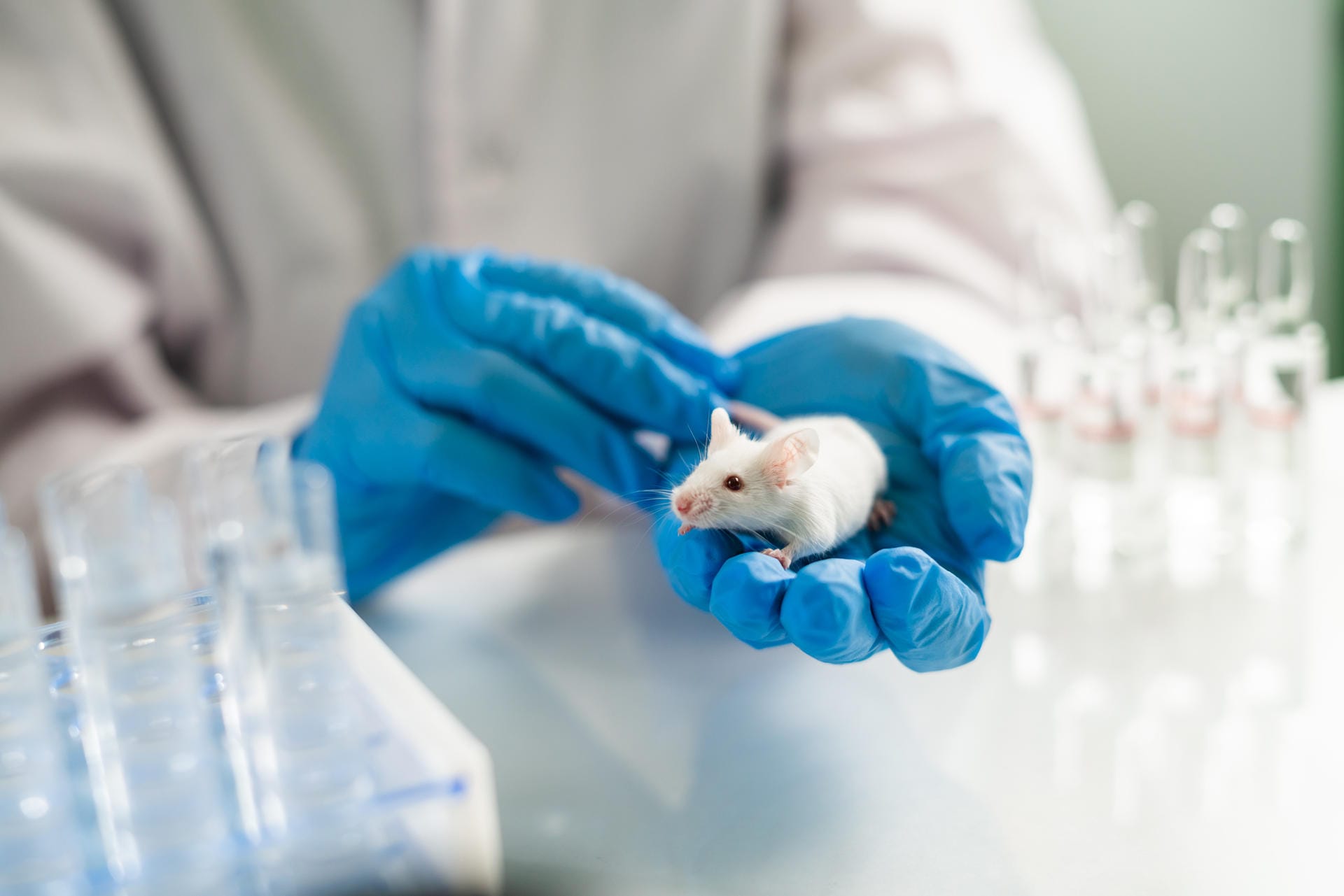 Etappe 1 – Erprobung an Tieren: Zunächst wird getestet, wie wirksam und verträglich der Impfstoff ist. Neben Affen nutzen Forscher bei der Entwicklung eines Impfstoffs gegen SARS-CoV-2 auch Frettchen und genetisch veränderte Mäuse. (Symbolbild)