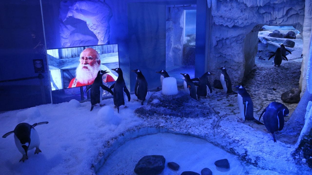 Der Weihnachtsfilm scheint den Pinguinen im "Sea Life London Aquarium" zu gefallen.