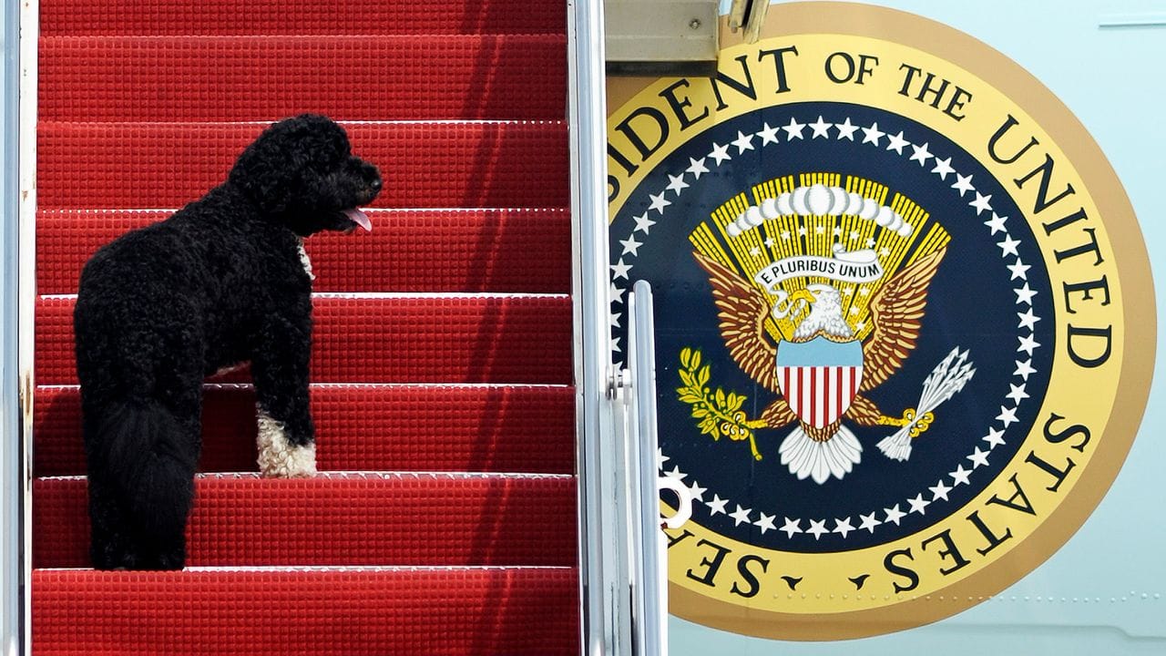 Hund Bo, das Haustier des damaligen Präsidenten Barack Obama, auf der Treppe der Air Force One.