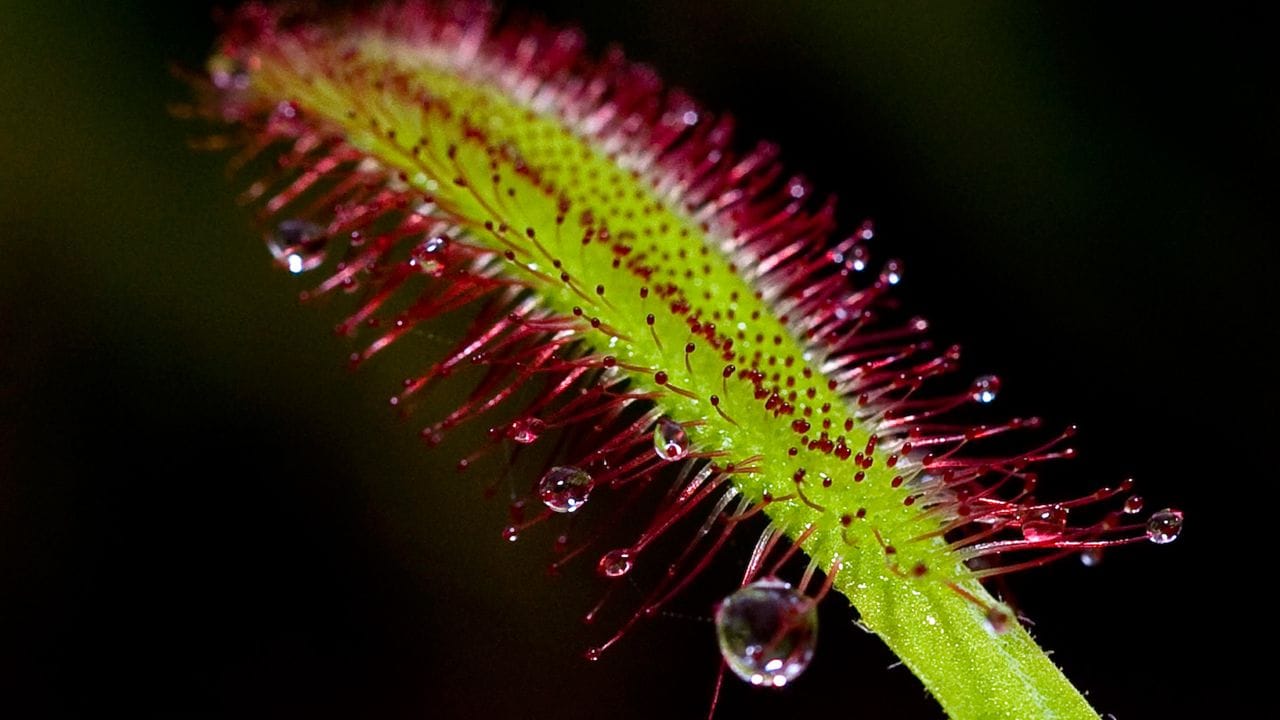Der Kap-Sonnentau (Drosera capensis) lockt Insekten mit einem Sekret an den eng nebeneinanderstehenden Tentakeln der Blätter an. Der Kap-Sonnentau (Drosera capensis) lockt Insekten mit einem Sekret an den eng nebeneinanderstehenden Tentakeln der Blätter an.