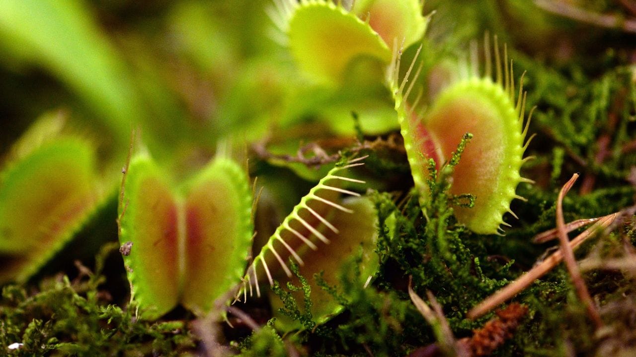 Die Venusfliegenfalle (Dionaea muscipula) gehört zu den bekanntesten fleischfressenden Pflanzen. Die Venusfliegenfalle (Dionaea muscipula) gehört zu den bekanntesten fleischfressenden Pflanzen.