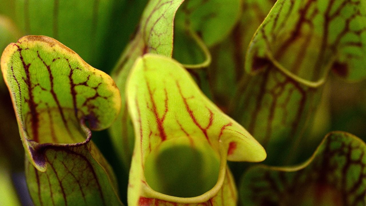 Fleischfressende Pflanzen (hier: Sarracenia) locken ihre Beutetiere meist mit einem Sekret an, das entweder schön aussieht oder gut duftet. Fleischfressende Pflanzen (hier: Sarracenia) locken ihre Beutetiere meist mit einem Sekret an, das entweder schön aussieht oder gut duftet.