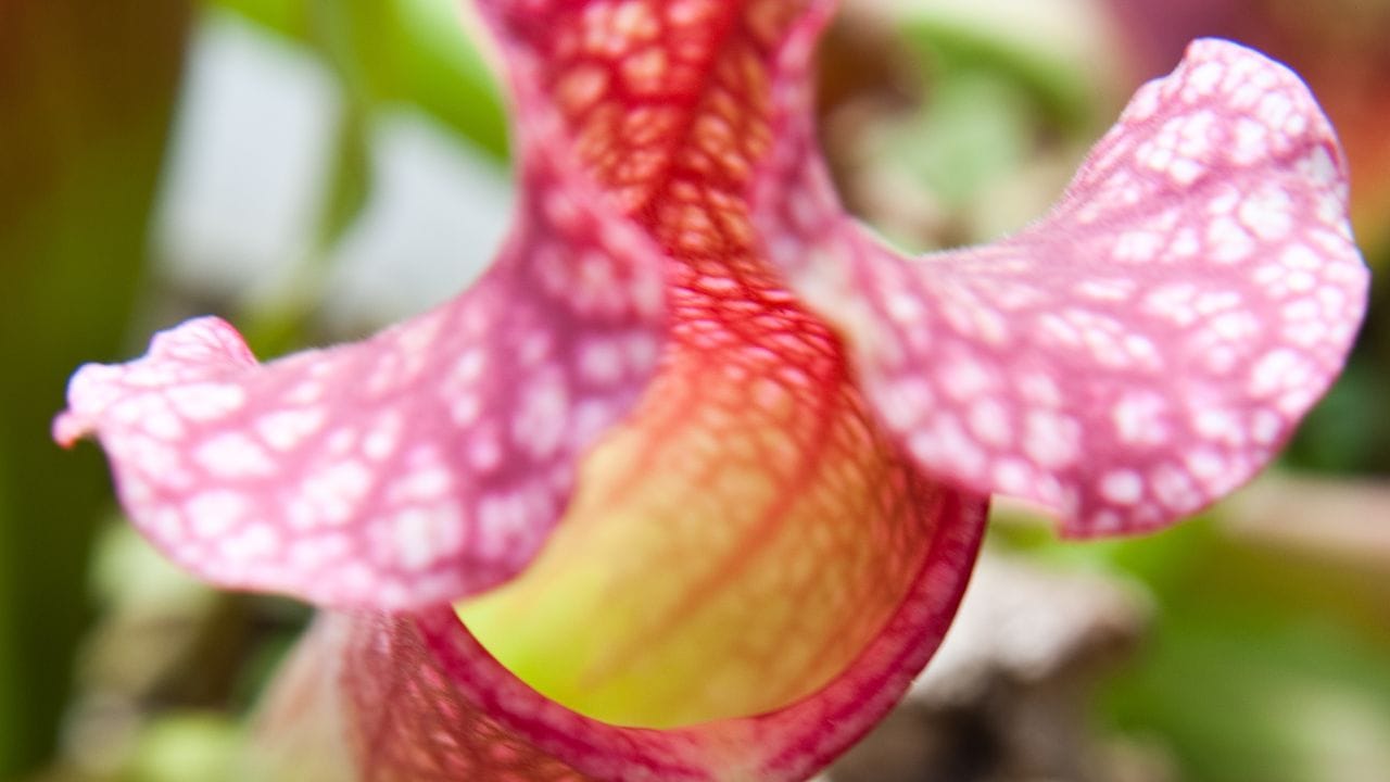 Nicht nur hungrig, auch schön: fleischfressende Pflanzen, hier eine Schlauchpflanze (Sarracenia x chelsonii). Nicht nur hungrig, auch schön: fleischfressende Pflanzen, hier eine Schlauchpflanze (Sarracenia x chelsonii).
