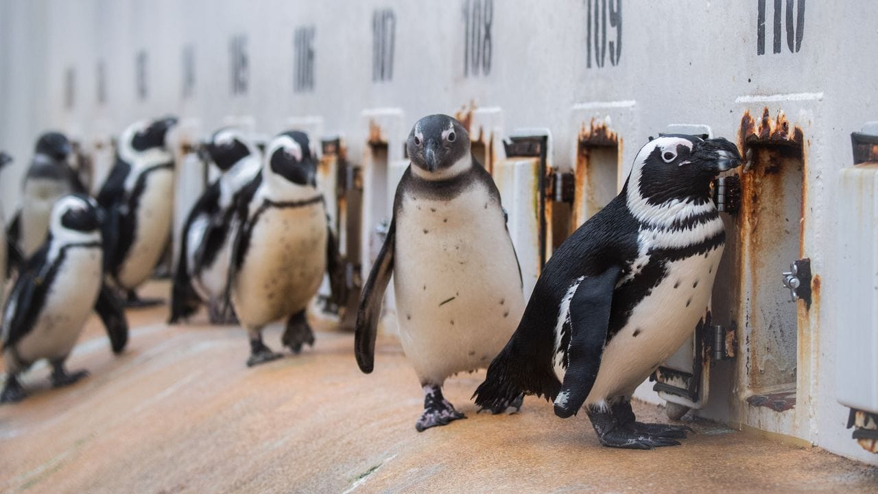 Pinguine im Zoo Hannover.