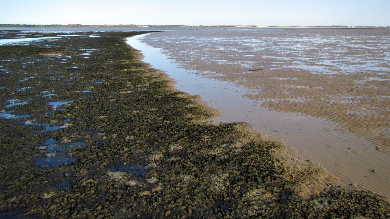 Die sich rasch ausbreitende Alge Vaucheria velutina häuft über sandigem Wattboden große Mengen Schlick an (linke Seite).