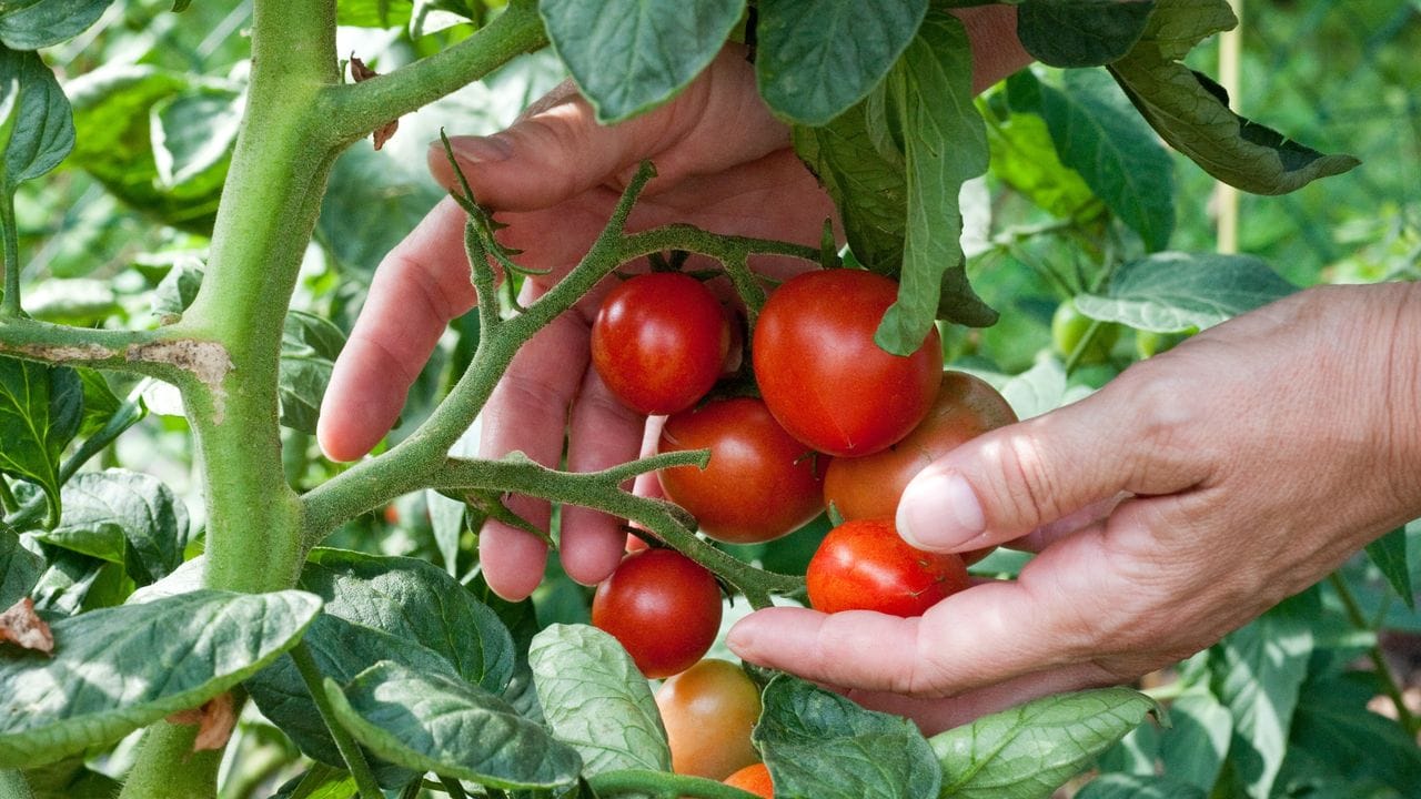 Tomaten am Strauch: Bei Stress wird das Gemüse laut.