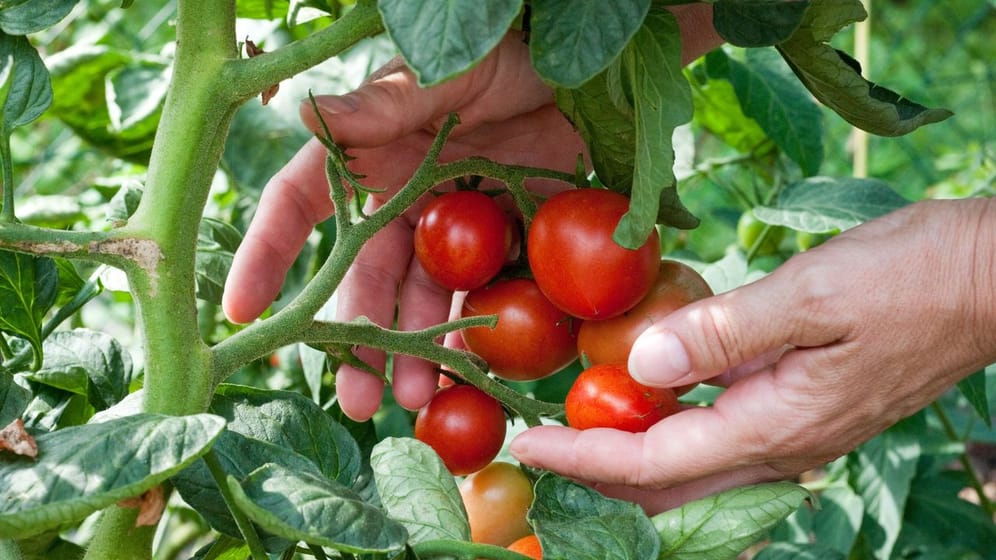 Tomaten am Strauch: Bei Stress wird das Gemüse laut.