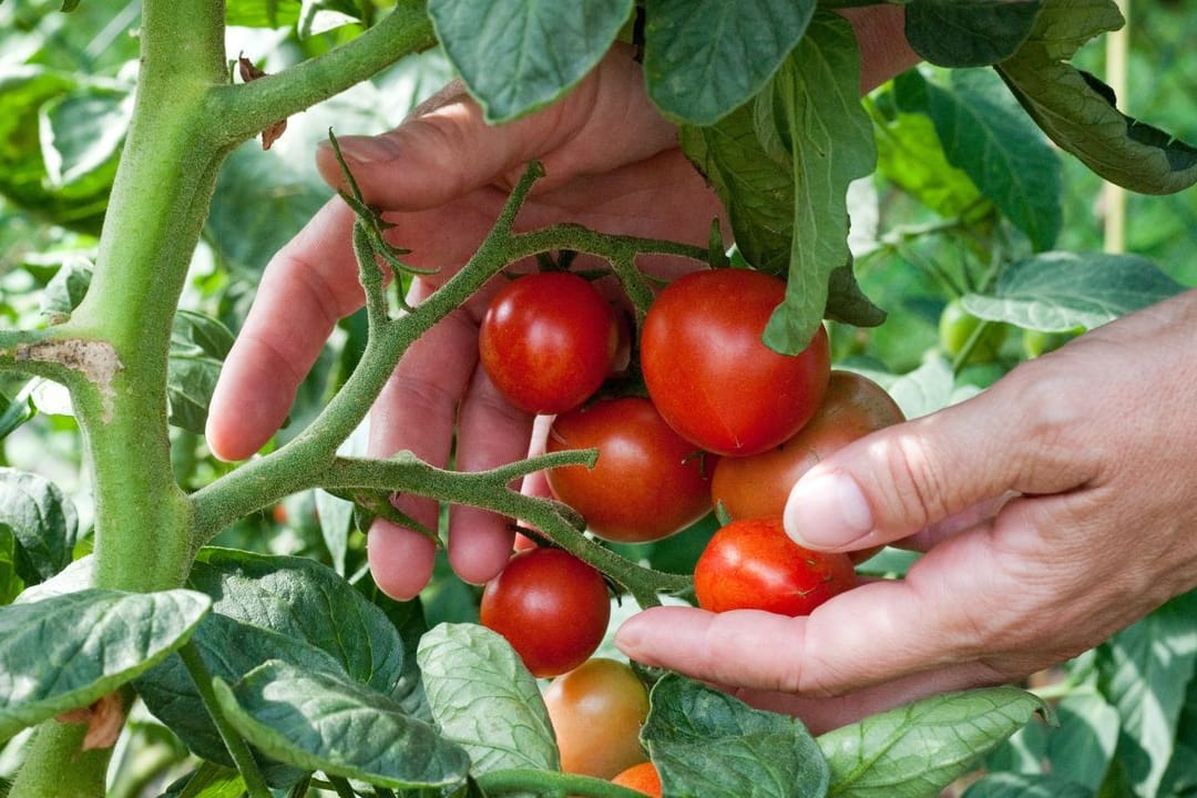 Tomaten am Strauch: Bei Stress wird das Gemüse laut.