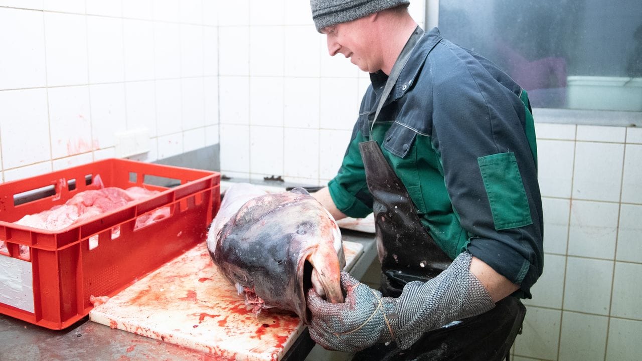 Tomek Baranski, Mitarbeiter Teichwirtschaft Petershain, filetiert in der Schlachterei einen Marmorkarpfen.