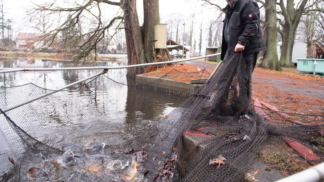 Armin Kittner, Teichwirt, hält an einem Karpfenteich ein Fischernetz.