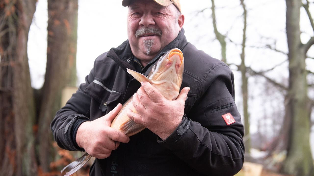 Armin Kittner, Teichwirt, hält einen lebenden Karpfen in Händen.