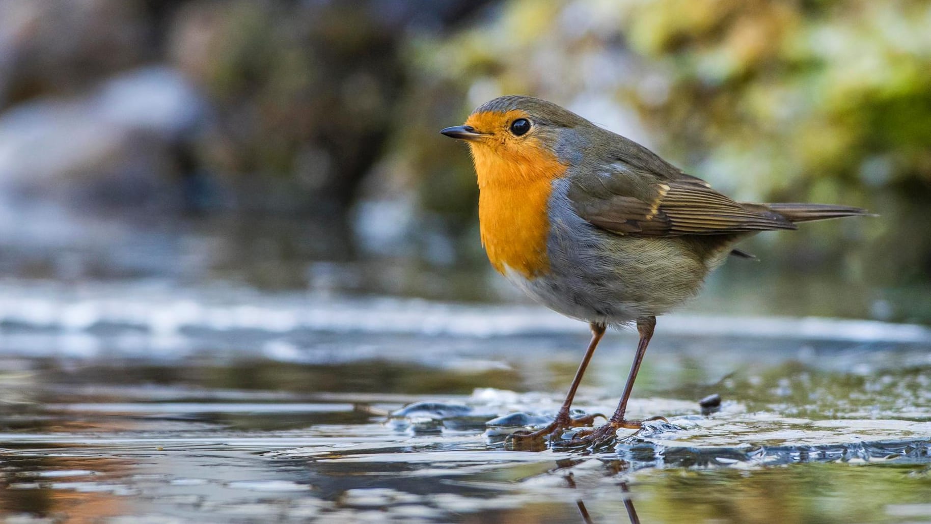 Das Rotkehlchen: Anders als bei anderen Vogelarten singen bei den Rotkehlchen auch die Weibchen.