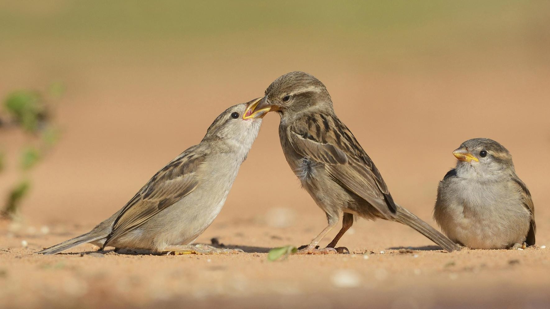 Der Haussperling: Von Menschen lässt sich der "Spatz" nicht vertreiben – im Gegenteil: Statt Körner und Samen fressen die Tiere in Städten auch Abfälle und Krümel.