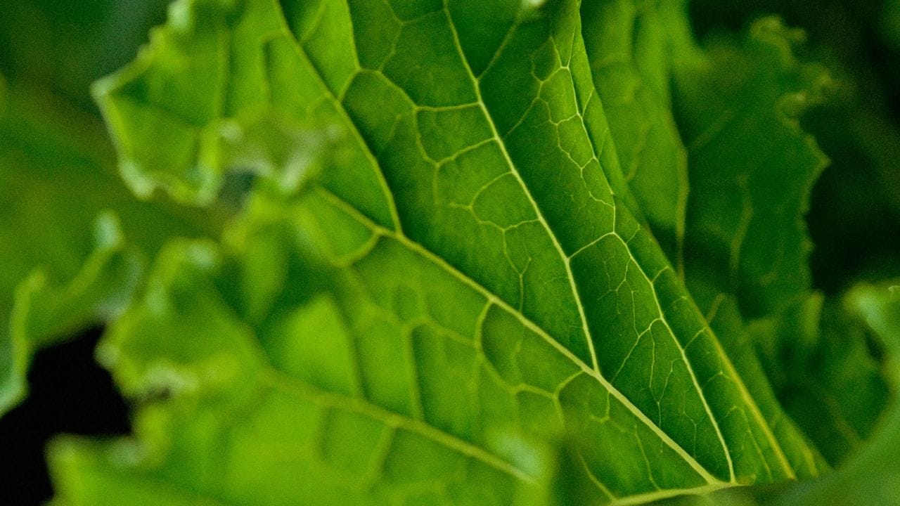 Die krausen Blätter sind sein Markenzeichen: Grünkohl schmeckt roh mariniert als Salat, gebraten in der Gemüsepfanne, im Ofen angeröstet als Chips oder als Salat-Topping.