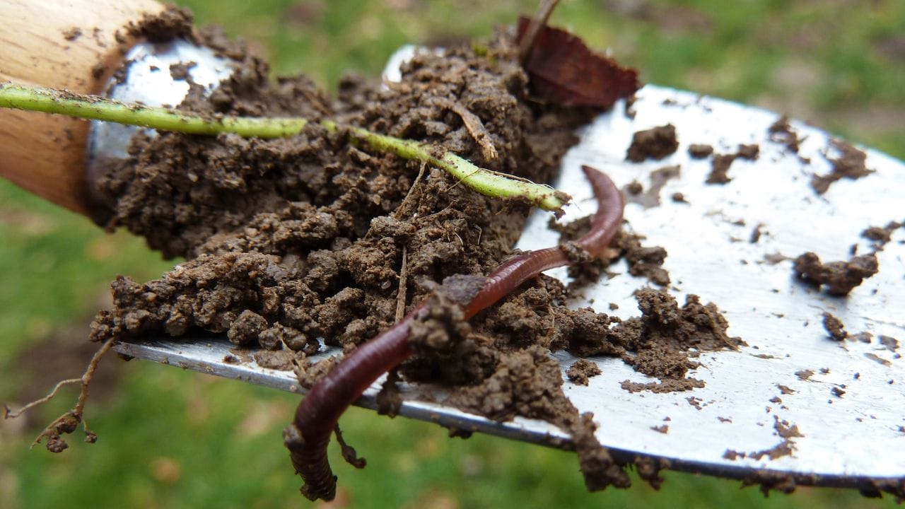 Die Stabilität der wichtigen Bodenporen entsteht durch die Aktivität der Regenwürmer.