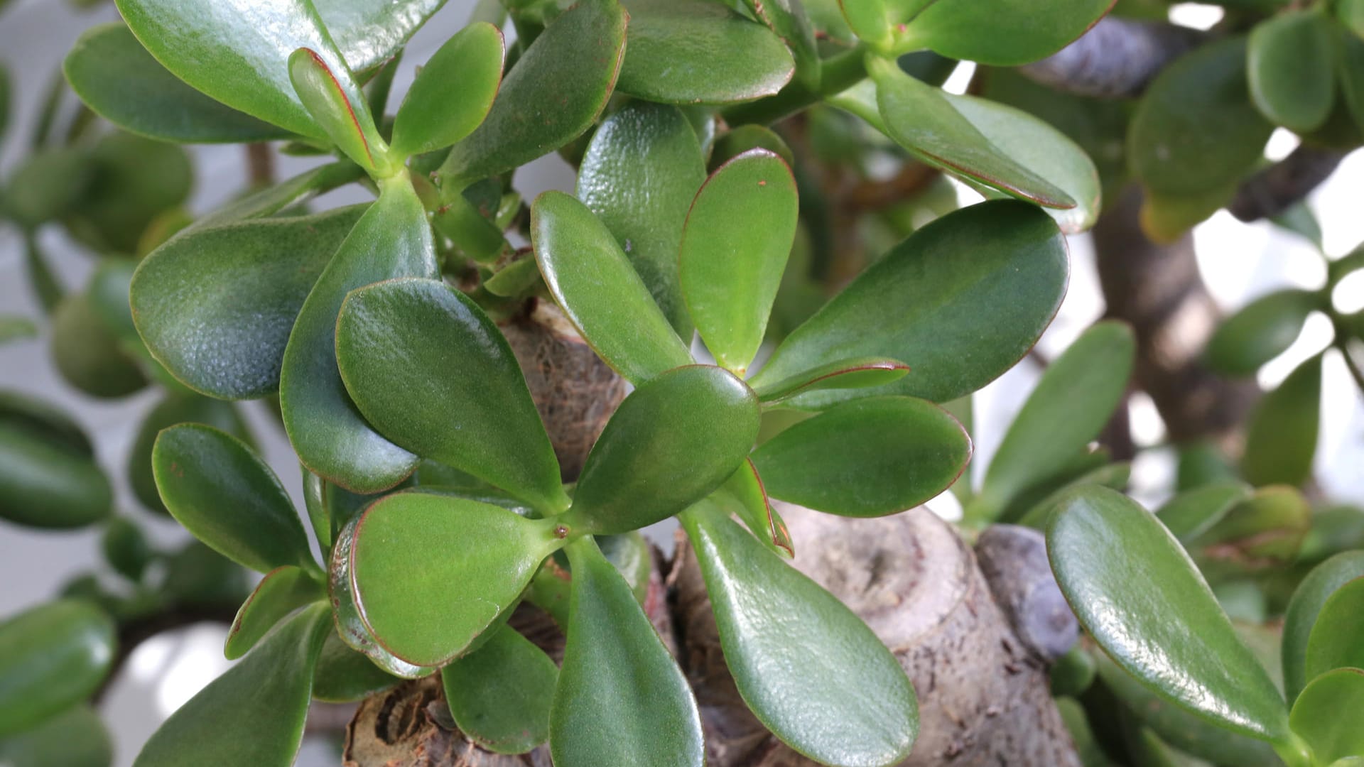 Geldbaum (Crassula ovata): Er ist auch unter dem Namen Glücksbaum oder Pfennigbaum bekannt.