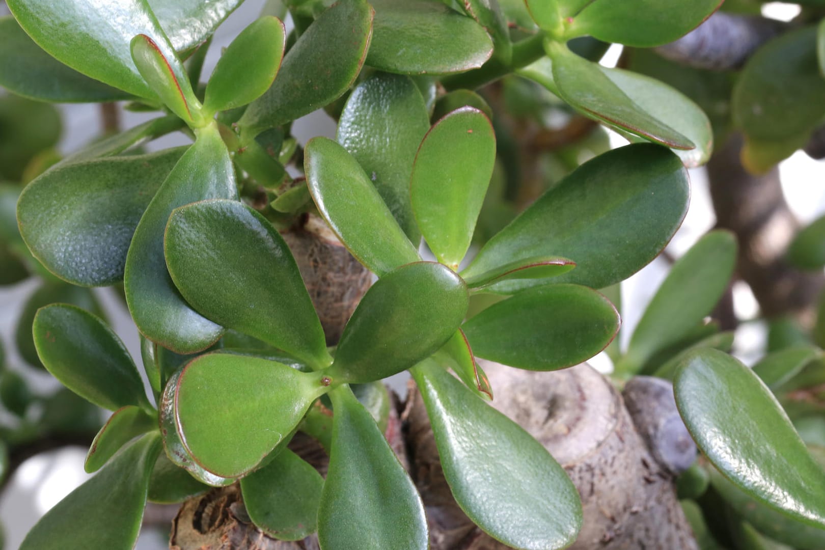 Geldbaum (Crassula ovata): Er ist auch unter dem Namen Glücksbaum oder Pfennigbaum bekannt.