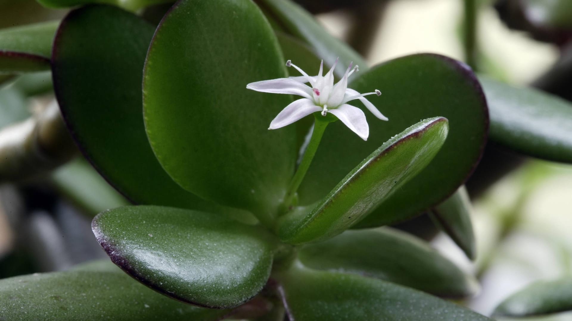 Geldbaum (Crassula ovata): Nur ältere Exemplare können blühen.