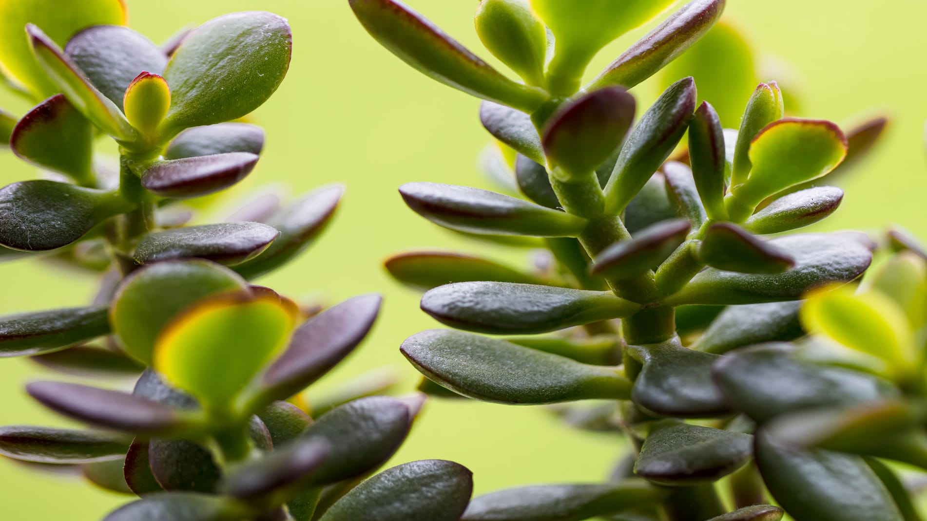 Geldbaum (Crassula ovata): Seine Blätter befinden sich direkt an seinen Zweigen.