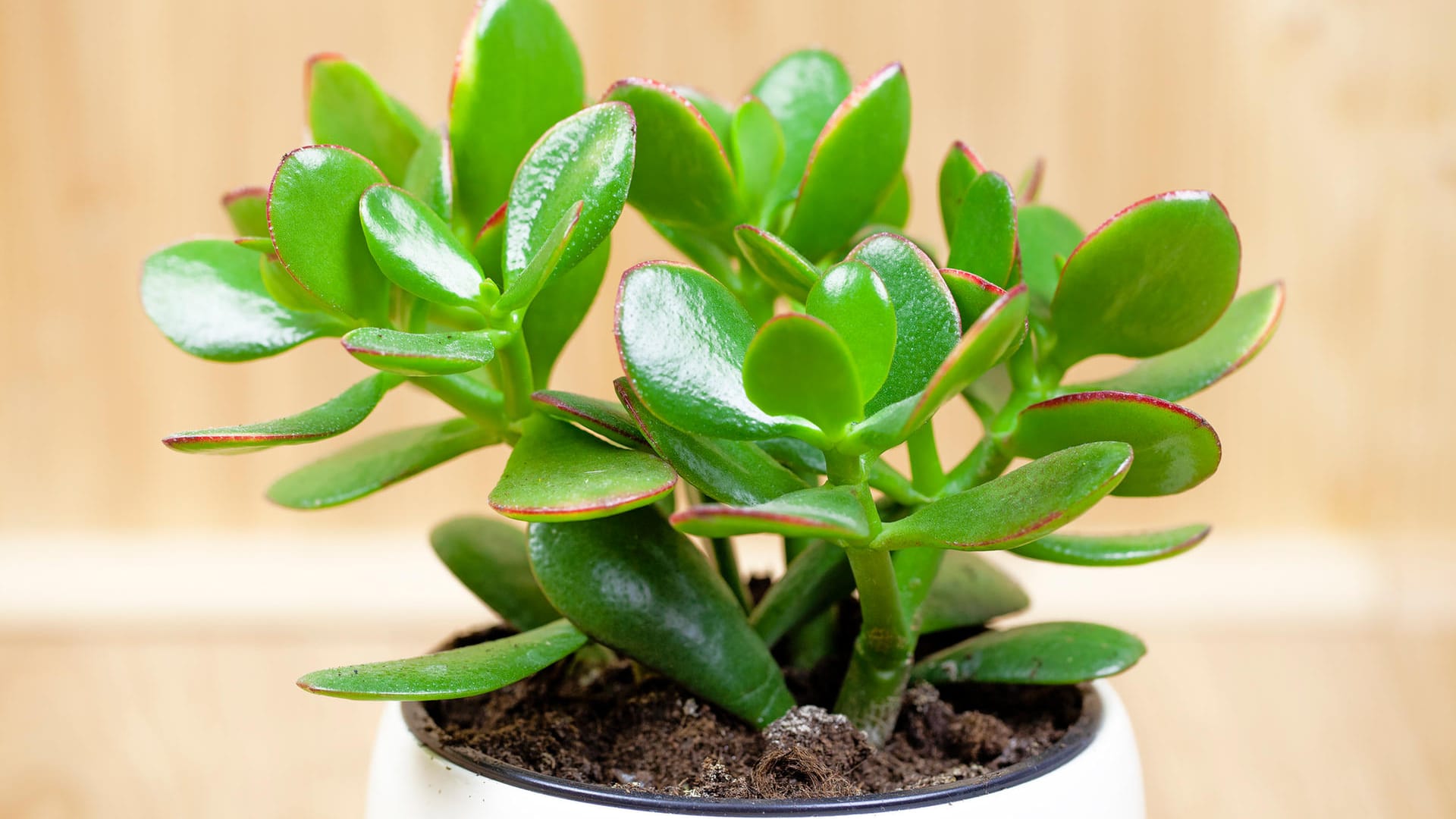 Geldbaum (Crassula ovata): Jungpflanzen können jährlich umgetopft werden.