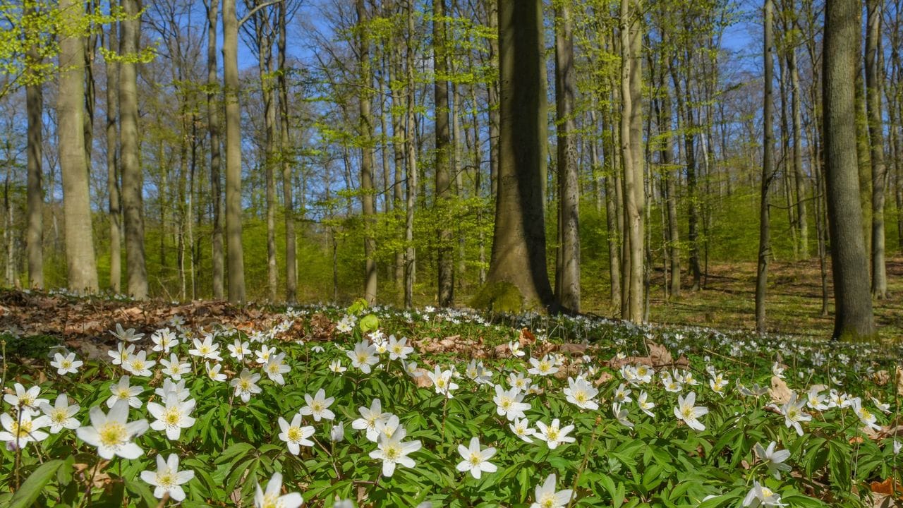 Sie bringen Frühlingsgefühle und etwas Farbe für den Waldboden: Buschwindröschen (Anemone nemorosa).