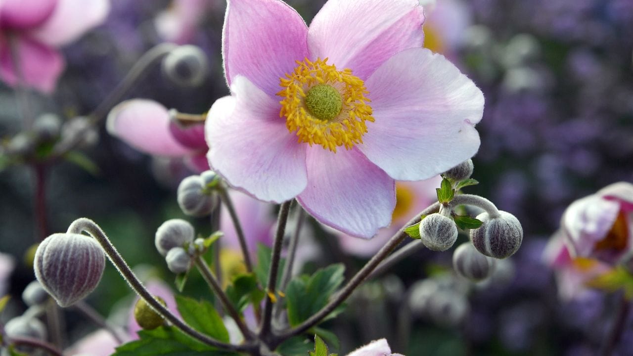 Besonders schön an schattigen Plätzen: die rosafarbene Blüte der Herbst-Anemone (Anemone hupehensis 'Septembercharme').